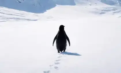Nihilist Penguin