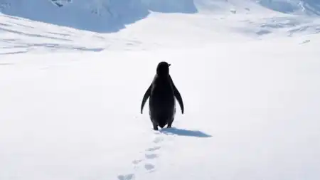 Nihilist Penguin